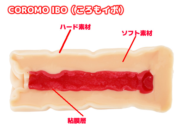 COROMO IBO（ころもイボ）の断面図